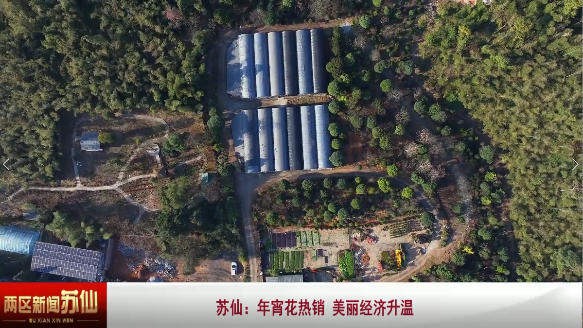 苏仙区：年宵花热销 美丽经济升温