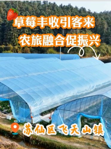 草莓丰收引客来 农旅融合促振兴
