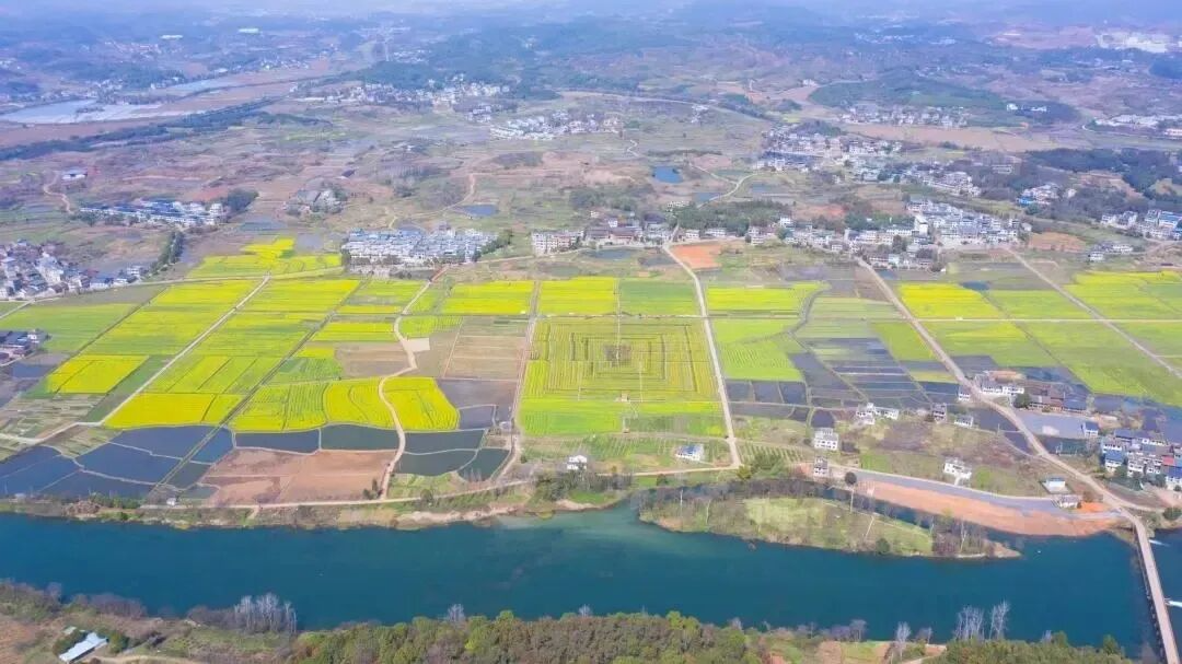 就在明天！一年一度“油菜花节”来啦！
