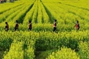 苏仙区第四届油菜花文化旅游节开幕了！