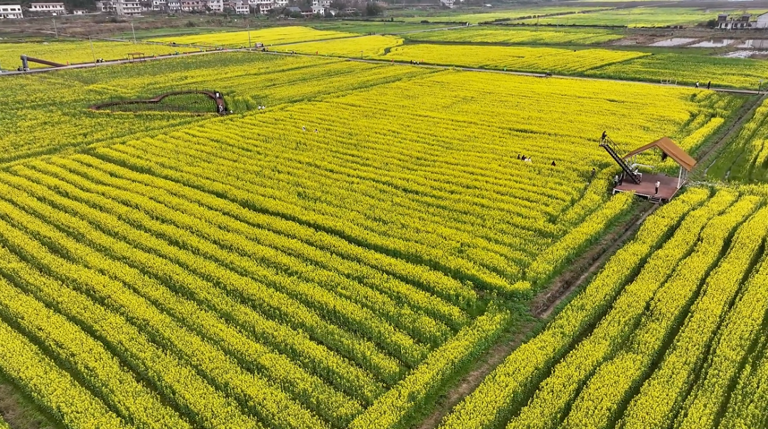 三月的第一场旅行，去栖凤渡看花海、吃鱼粉！