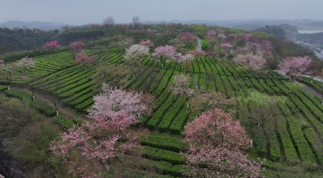 游人如织！苏仙这片樱花海，到底有多大的魔力？
