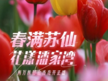 春满苏仙 花漾潘家湾-两万株郁金香花开正盛