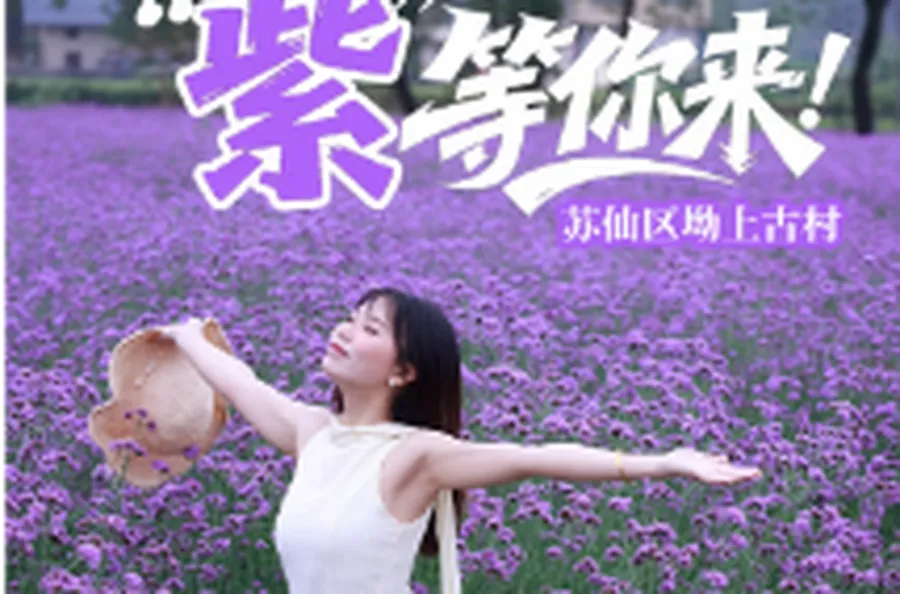 初夏时节，坳上古村“紫”等你来！