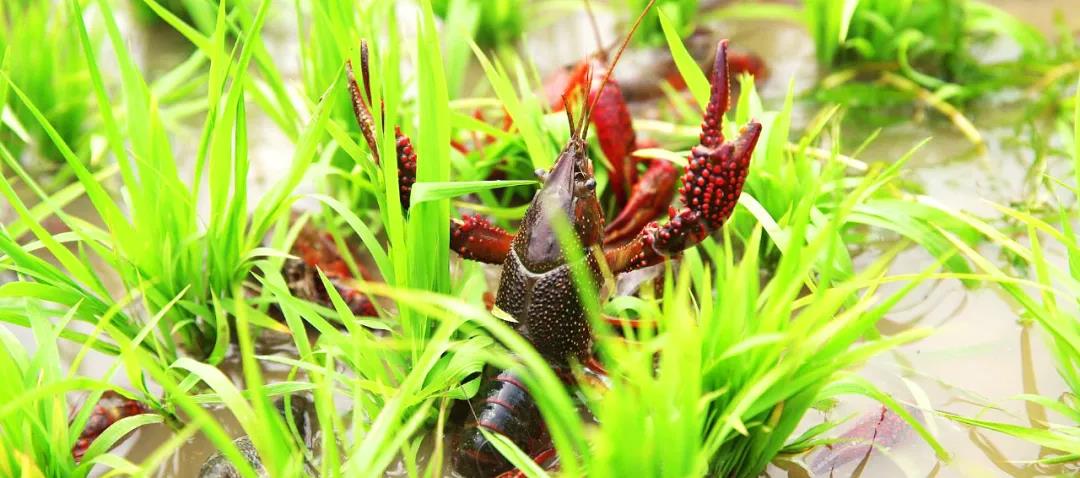 展望2021:做好稻虾文章 打造特色县域经济强县