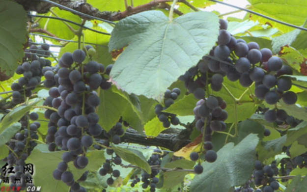 靖州：葡萄产业“酿”出甜蜜日子