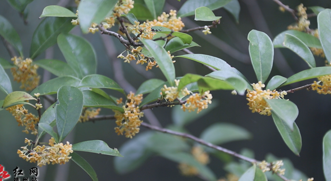 靖州沙堆村：又是一年桂花香