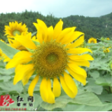 靖州：47亩向日葵花海本月11号向市民开放 