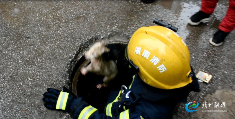 暖心！小狗被困下水道 消防叔叔来救助