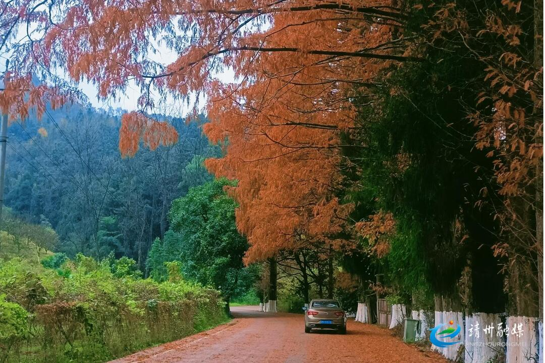 靖州：水杉红透迎客来