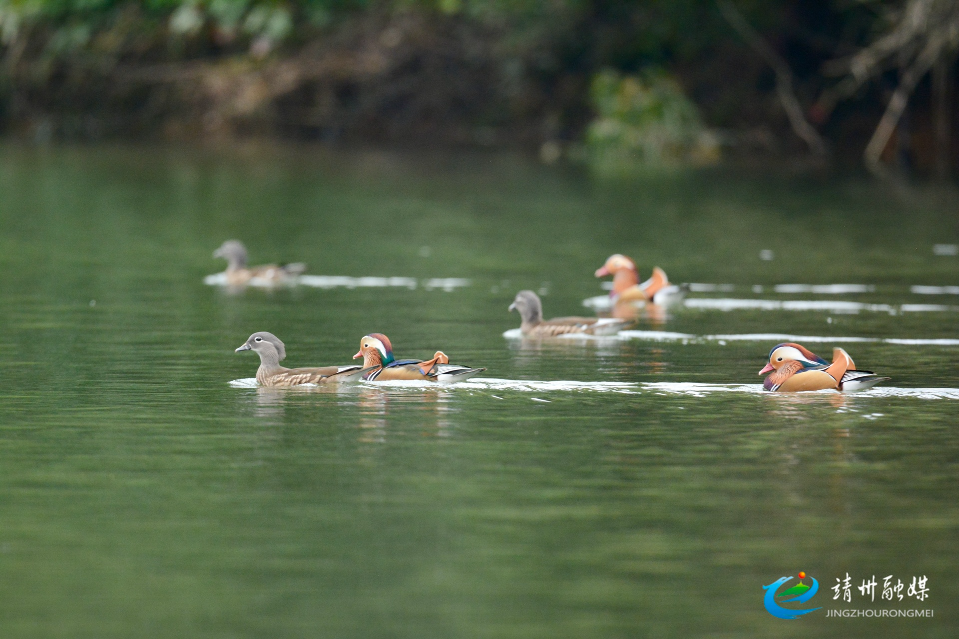 靖州五龙潭国家湿地公园迎四十余对鸳鸯越冬 生态保护显成效