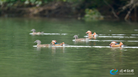 靖州五龙潭国家湿地公园迎四十余对鸳鸯越冬 生态保护显成效