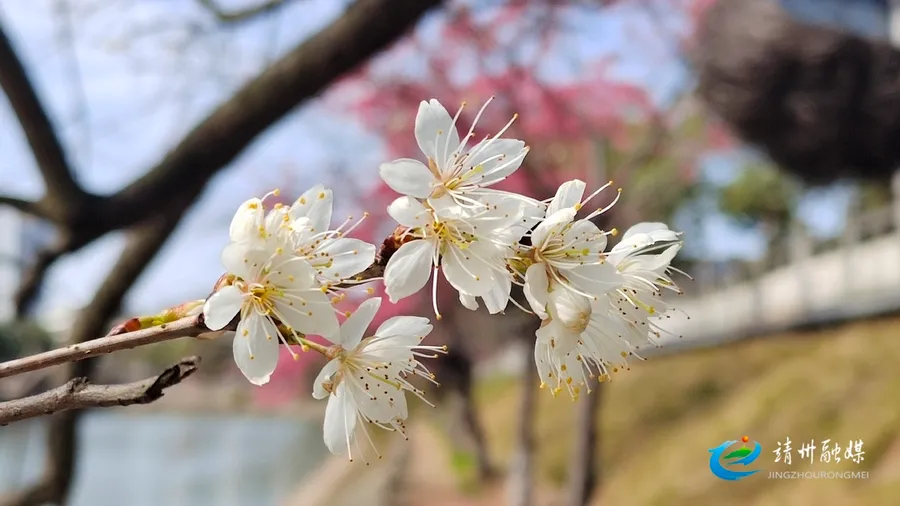 靖州河畔樱花盛放 邀您共赏春日浪漫