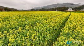 春风拂靖州 遍地金黄入画来
