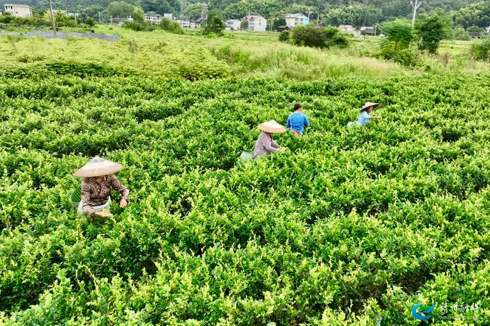 苗侗之乡富硒藤茶采制忙 产业链延伸拓宽乡村振兴致富路