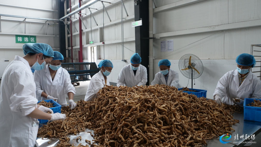【“十五五”开好局起好步】玉竹加工焕发新活力 赋能靖州中药材产业多元发展