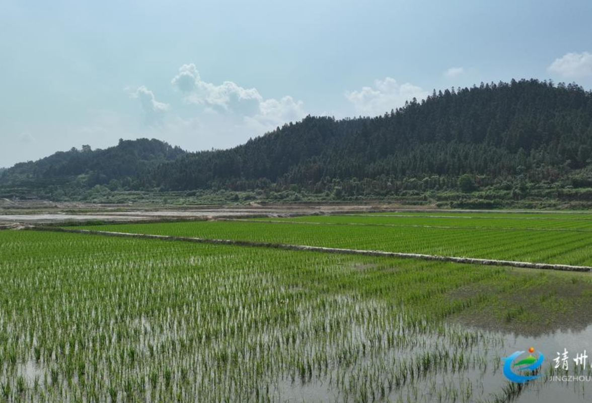 【打造新时代农业产业化“靖州现象”】靖州：旱涝保收 高标准农田灌溉得力
