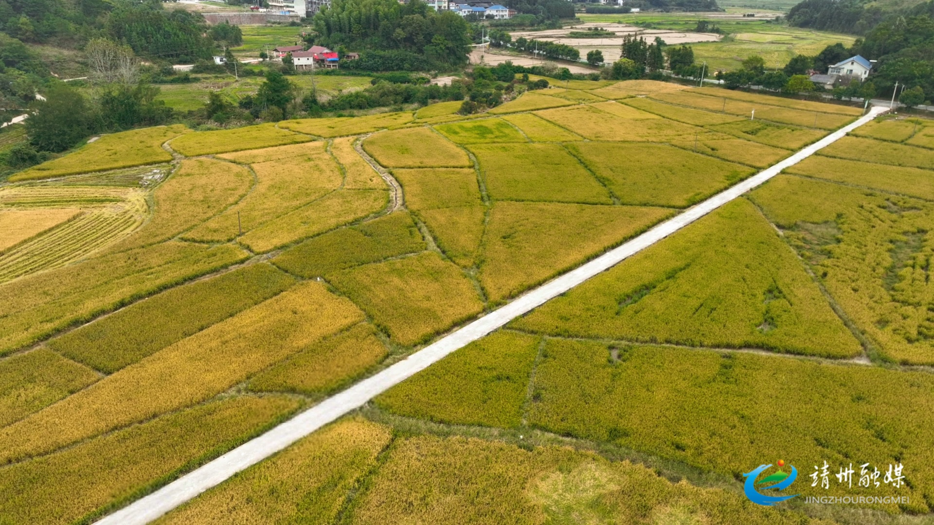 【打造新时代农业产业化“靖州现象”】靖州烟稻轮作结硕果 走出粮经双赢新“稻”路