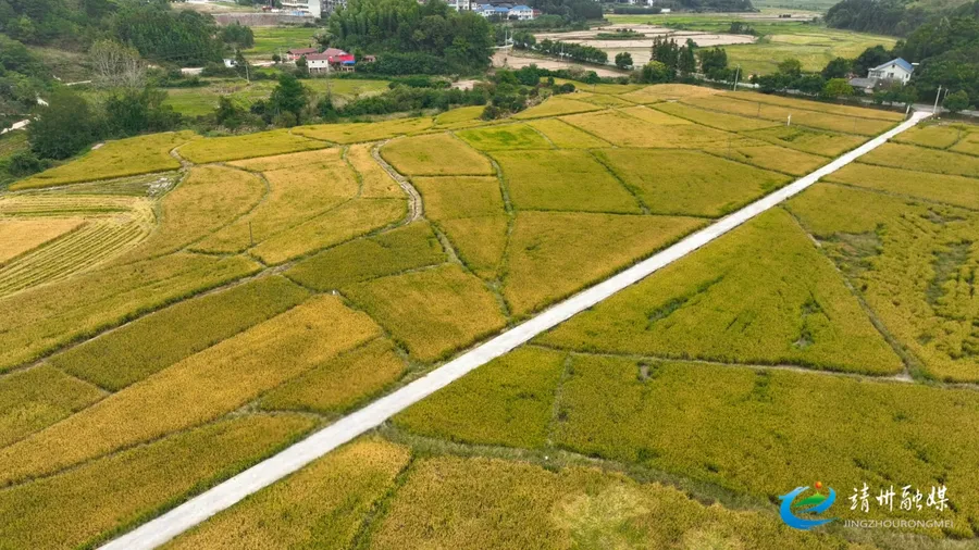 【打造新时代农业产业化“靖州现象”】靖州烟稻轮作结硕果 走出粮经双赢新“稻”路