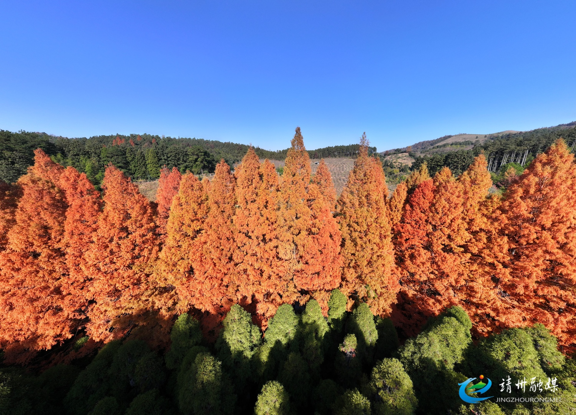 靖州：千亩水杉染冬色 金色林海醉游人