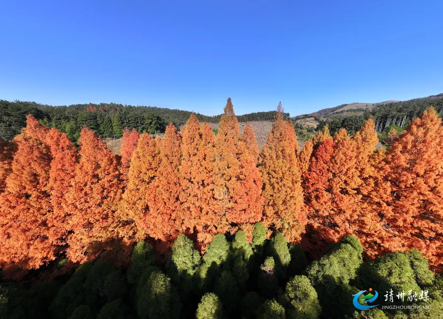 靖州：千亩水杉染冬色 金色林海醉游人