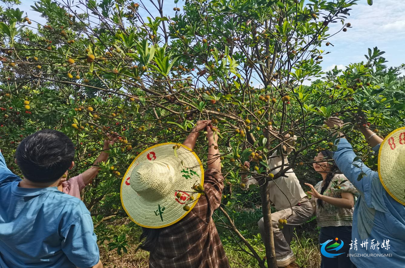 【打造新时代农业产业化“靖州现象”】靖州坳上镇：举行疏果竞赛 助农增收