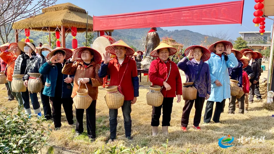 靖州飞山青源茶园开园采春茶 一叶茶香赋能乡村振兴