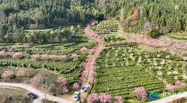 靖州：樱花遇见茶园 春景正好