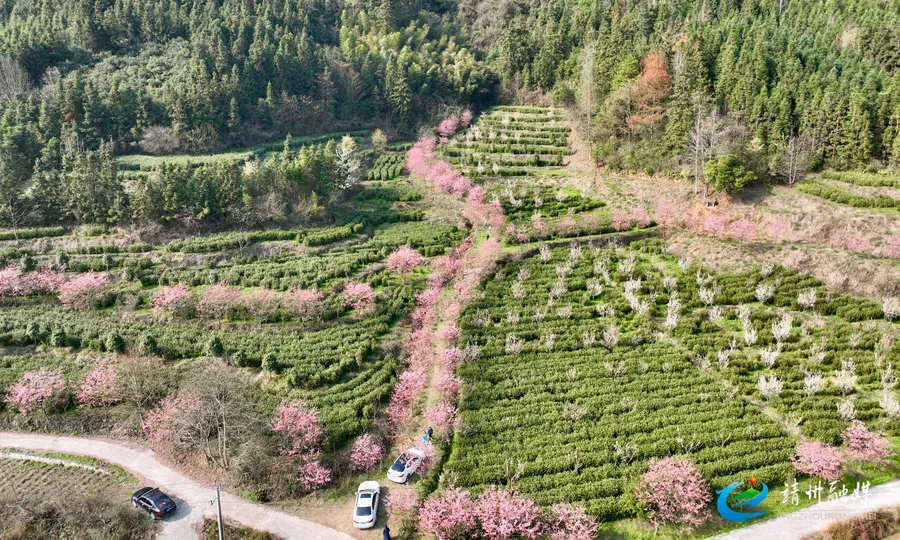 靖州：樱花遇见茶园 春景正好