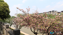 异溪河畔花红柳绿 绘就靖州春日画卷