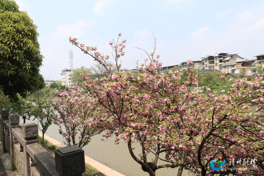 异溪河畔花红柳绿 绘就靖州春日画卷