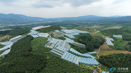 科技赋能抢“鲜”机 靖州双膜棚设施杨梅开园 全链发力富民兴乡