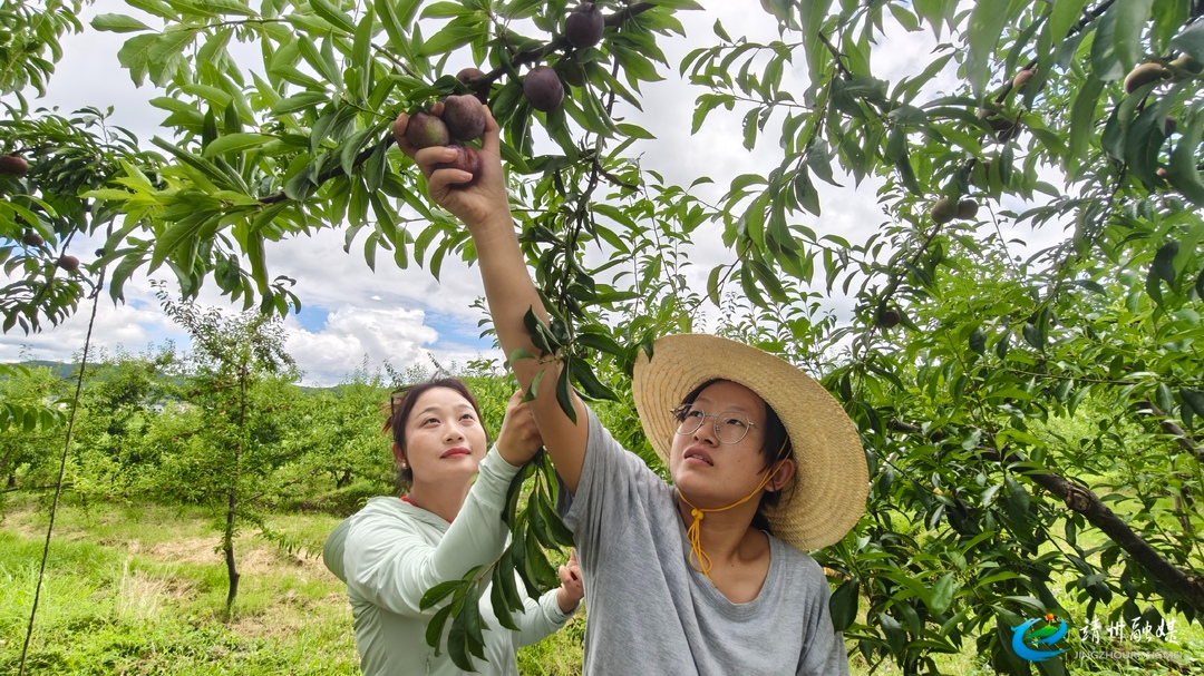【打造新时代农业产业化“靖州现象”】果香满山野 丰收正当时！靖州新厂镇金星村李子喜丰收