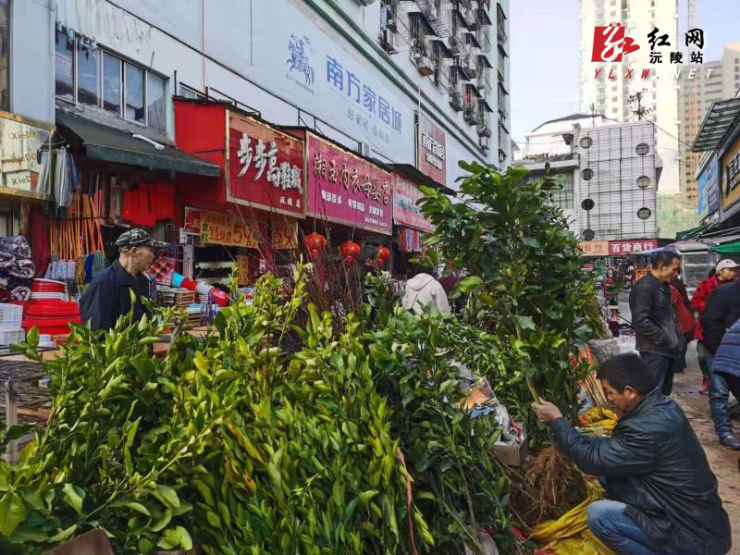 春节过后 沅陵花卉苗木市场交易红火