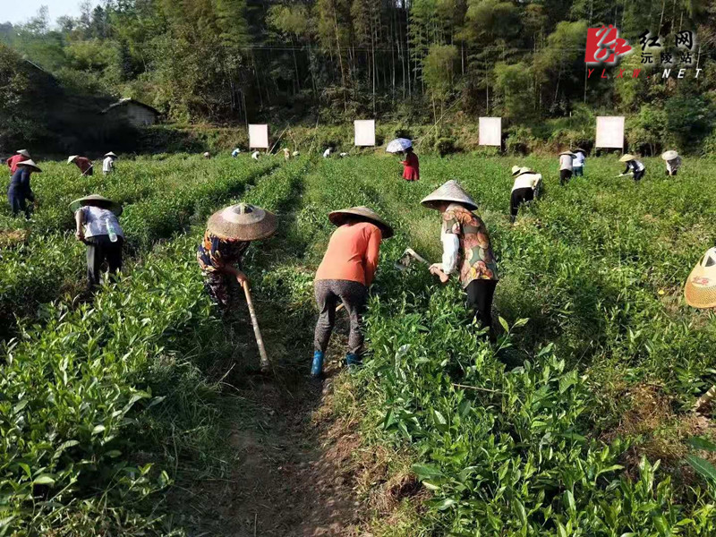   干发茶业现场兑付农民工资和贫困户红利