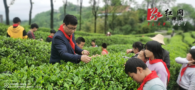 五强溪镇柳林汊小学组织师生采茶实践