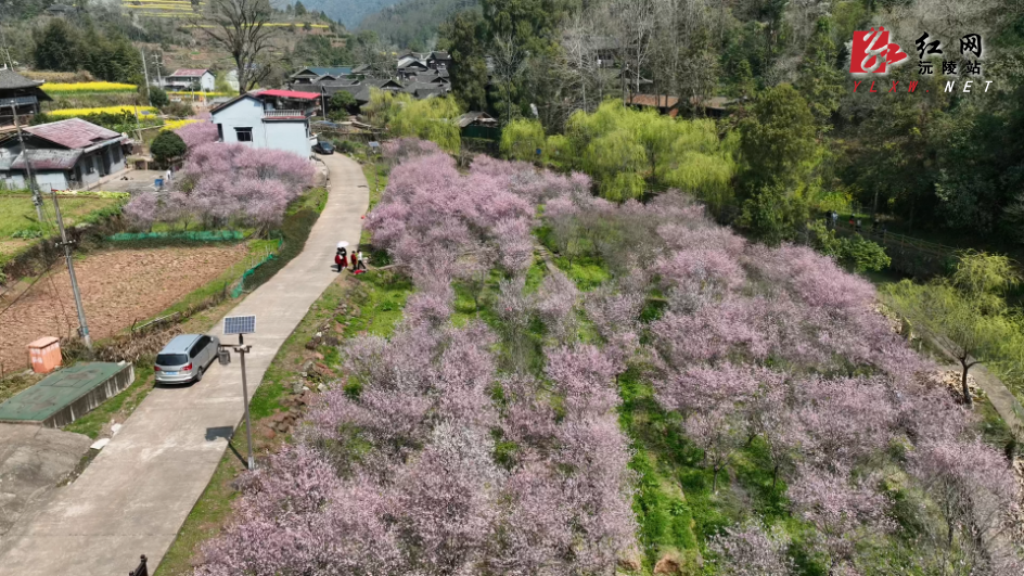 沅陵胡家溪古村落：春色满园关不住 千载古村迎客来