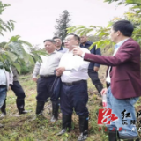 强化科技赋能 助推林业发展——湖南省林业局领导到沅陵县调研指导林业科技工作