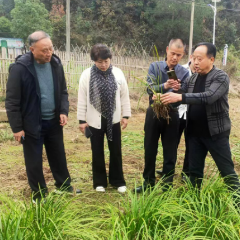 国药药材股份有限公司专家组到沅陵考察