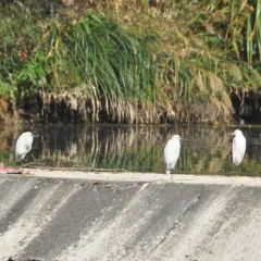 湖南借母溪国家级自然保护区启动越冬水鸟同步监测工作