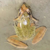 借母溪:加强旗舰物种科研 恢复林蛙栖息地