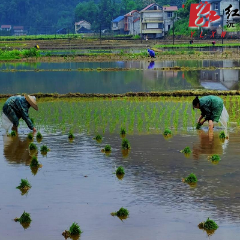 七甲坪镇：五月好时节  稻田插秧忙
