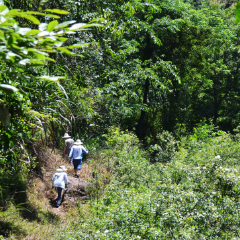 杨溪茶马古道