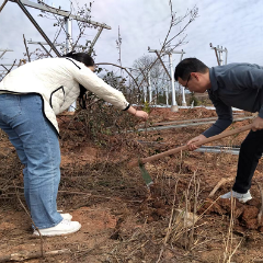 沅陵县沅陵镇:春来植树护生态 优化环境正当时