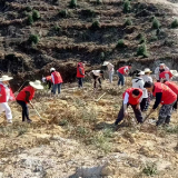沅陵县筲箕湾镇开展义务植树暨创森宣传月活动