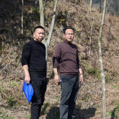 沅陵县林业局开展马尾松枯死树木调查