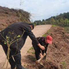 太常：林业技术送下乡 助推营商环境优化