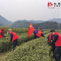 沅陵县官庄镇：清捷河里采茶忙 助农增收产业旺