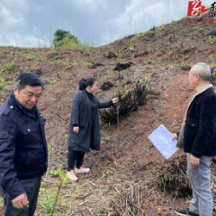 北溶乡：苦药材种出甜日子 实现生态经济双丰收