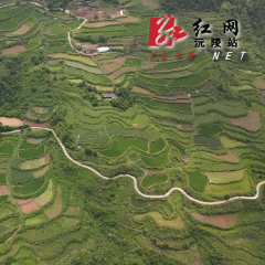 沅陵县深溪口：因地制宜开展抛荒整治